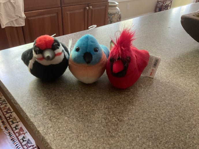 Birds Audubon