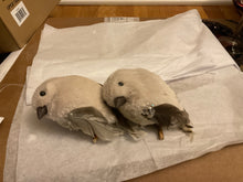 Christmas ornaments/ decor