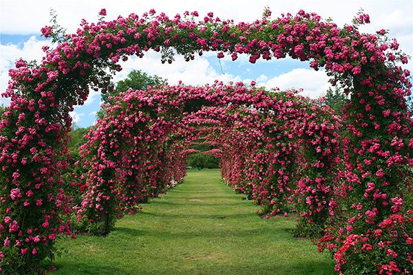 Rose Bed / Arch - 6 years